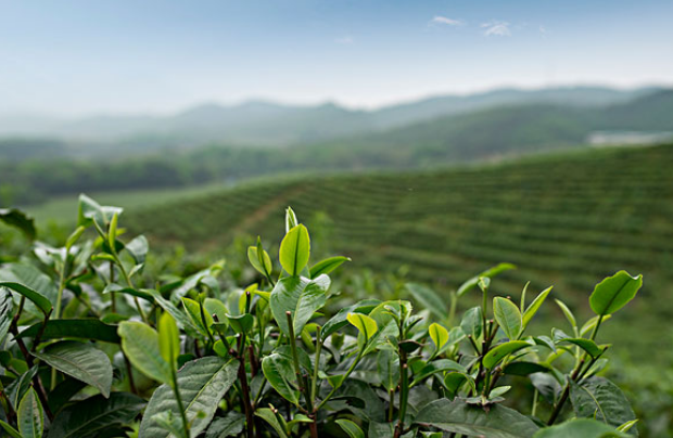 快手上賣茶葉需要什么手續(xù)？商家要提供哪些證件？