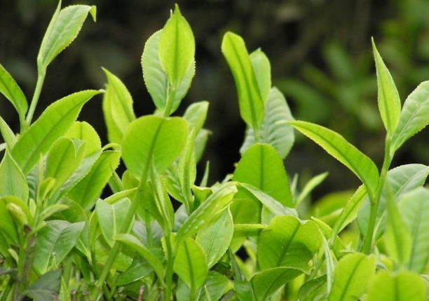 快手賣茶葉需要什么執照？最新茶葉類目報白申請條件