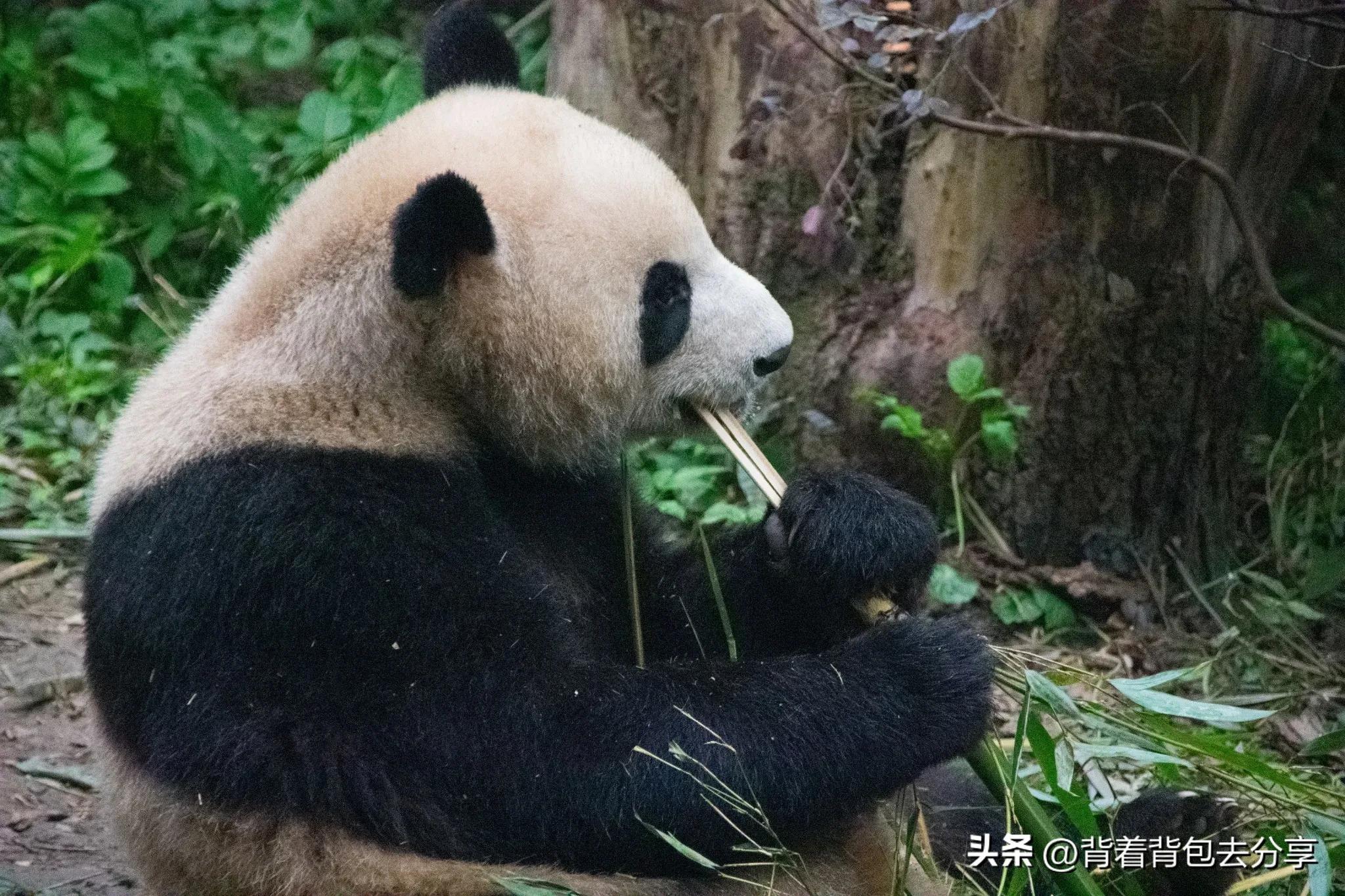 中國有什么好玩的地方？中國旅游必去十大城市推薦