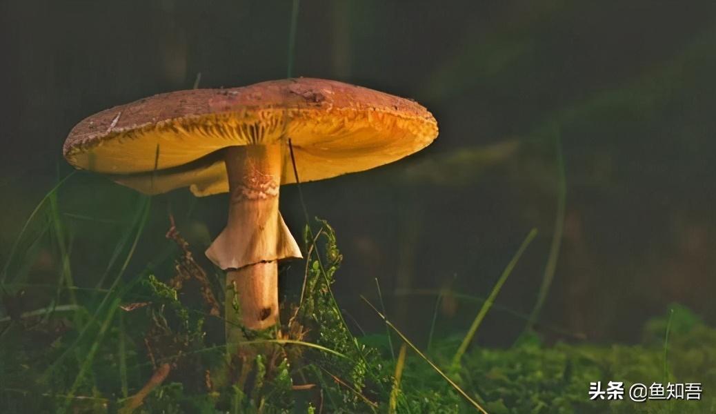 贏家通吃的經濟學原理是什么？著名的經濟學定律都有哪些？