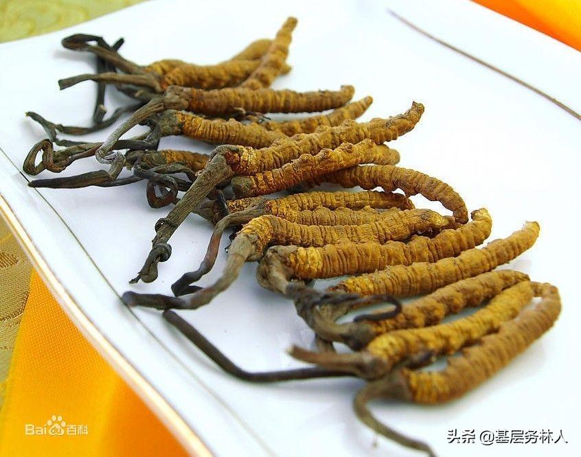 銷售冬蟲夏草需要什么資質(zhì)？銷售冬蟲夏草的方法介紹及注意事項
