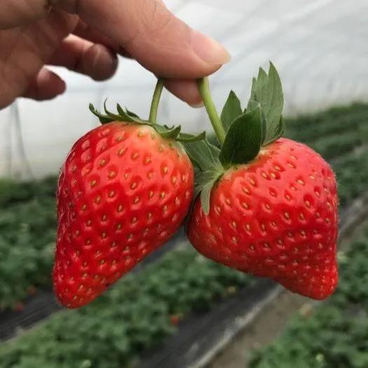 新致富項目種植（2023年不愁銷路的種植模式推薦）
