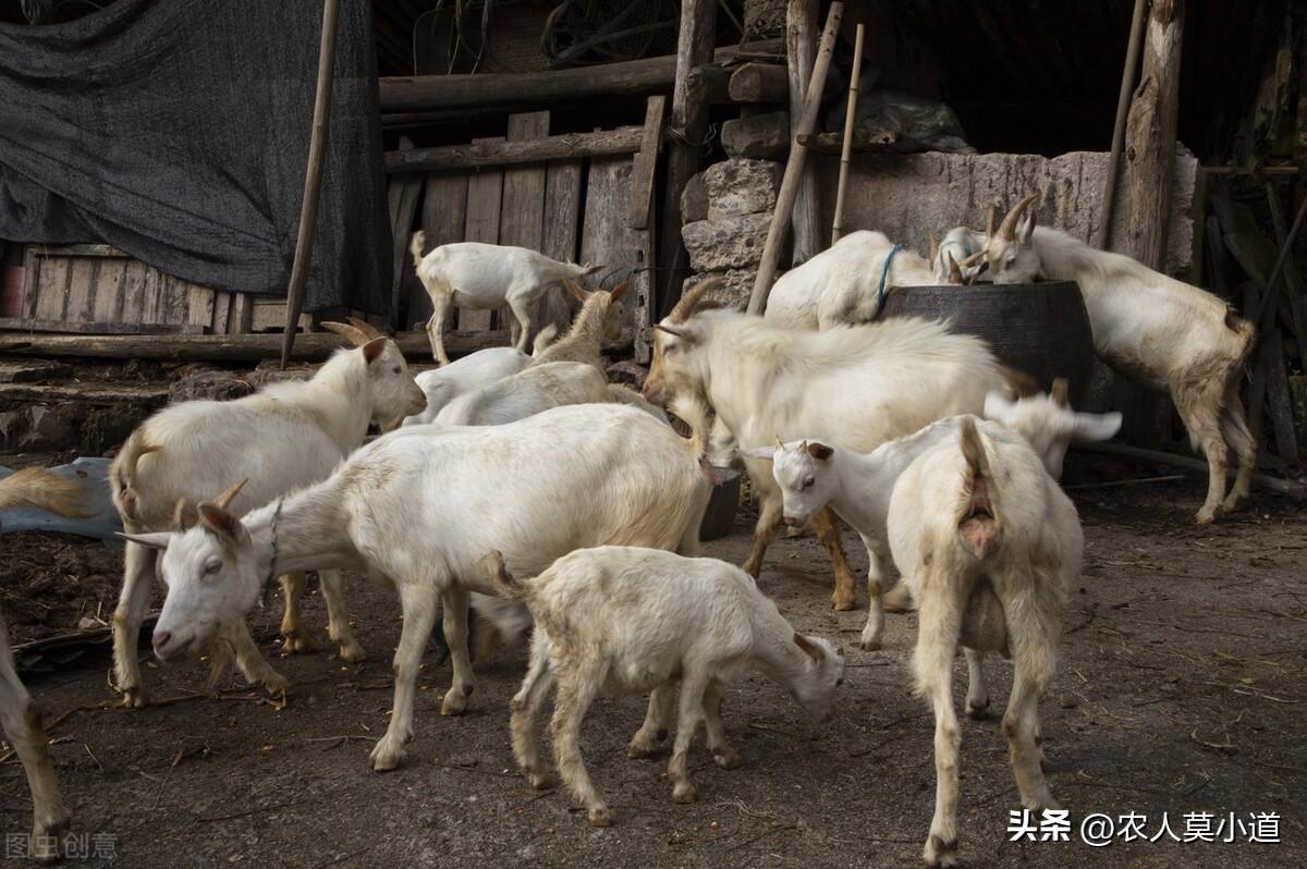 養殖業做什么最穩定賺錢？現在養殖業養什么前景好成本低？