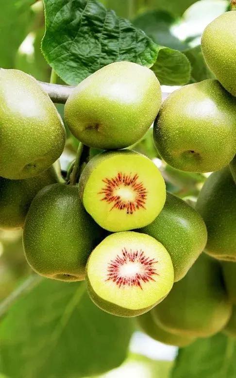 新致富項目種植（2023年不愁銷路的種植模式推薦）