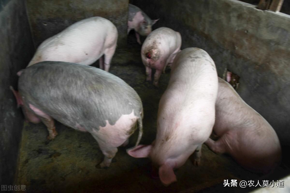養殖業做什么最穩定賺錢？現在養殖業養什么前景好成本低？