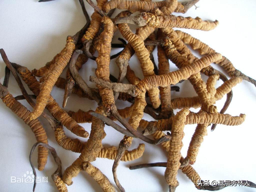 銷售冬蟲夏草需要什么資質(zhì)？銷售冬蟲夏草的方法介紹及注意事項