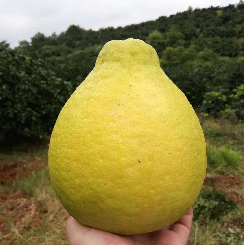 新致富項目種植（2023年不愁銷路的種植模式推薦）