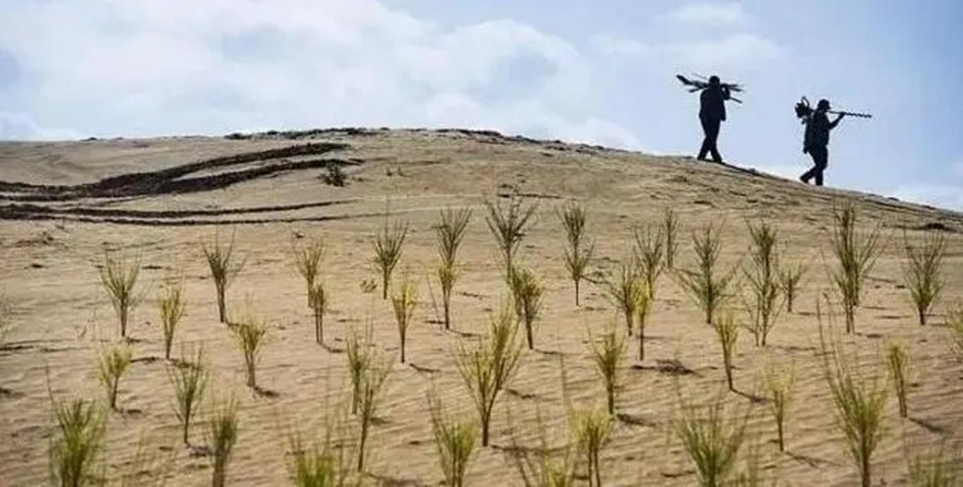 螞蟻森林種樹是真的嗎？支付寶螞蟻森林真正的目的及意義