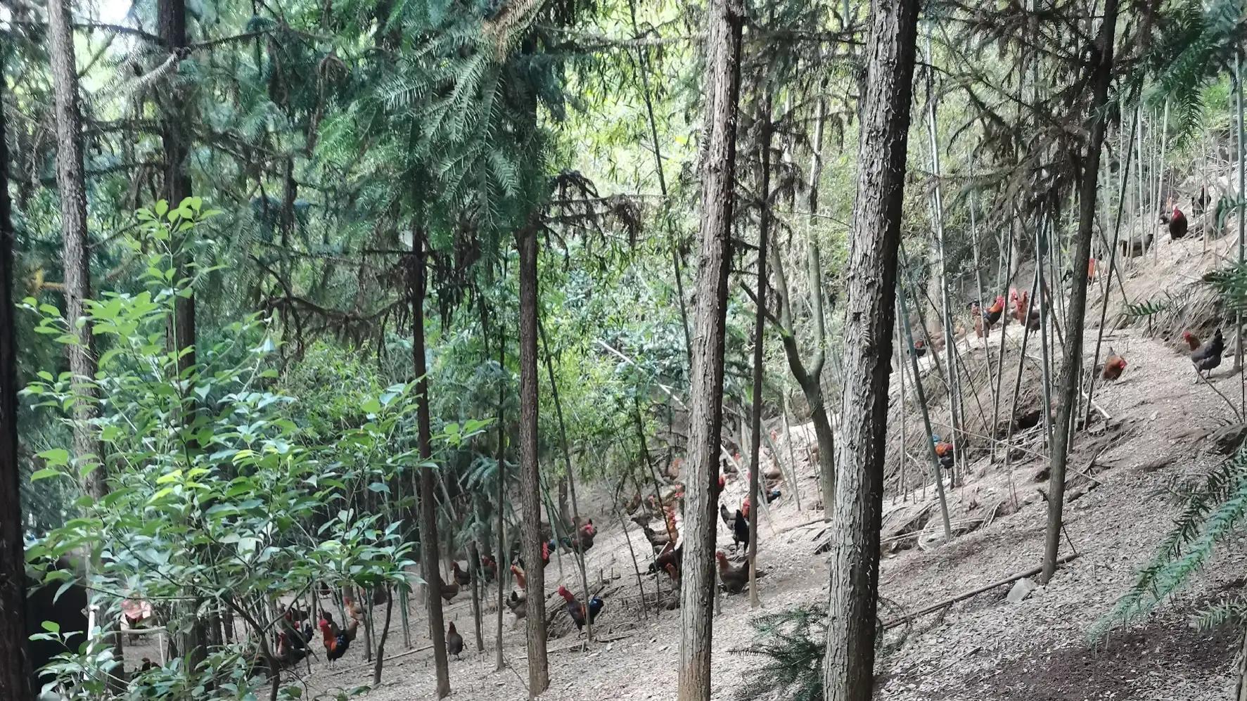 農村致富新項目有哪些？適合農村致富的十個項目推薦