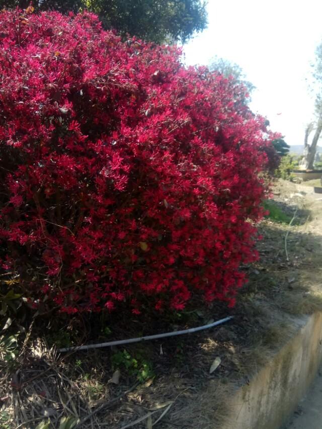 花唄臨時額度在哪里領(lǐng)取？2023花唄開通流程及條件介紹