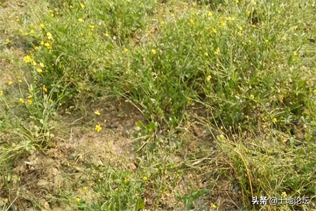 種植什么藥材掙錢多？種植藥材創業項目有哪些？
