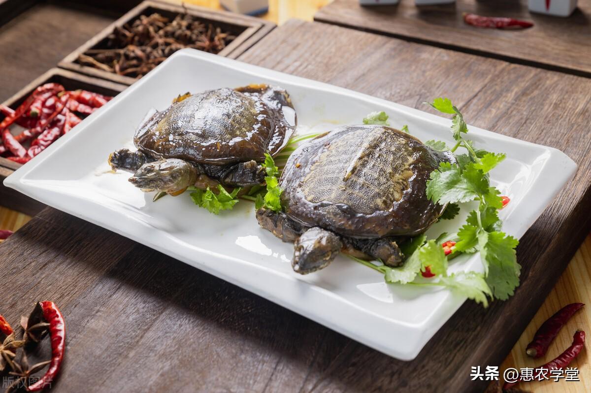 養(yǎng)殖前景好的項目有哪些？2023新型養(yǎng)殖項目排名前十推薦