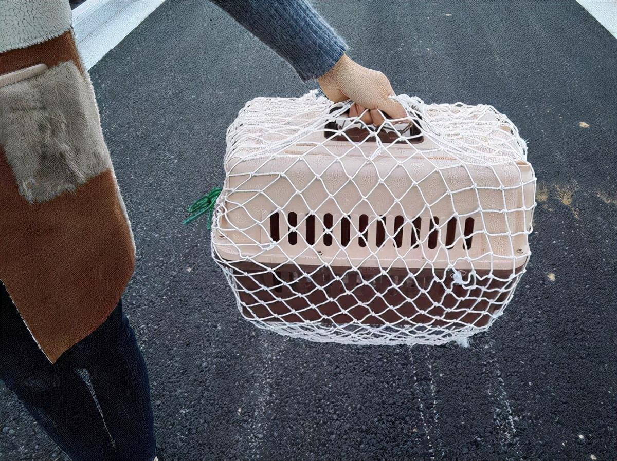 同城寄寵物用什么快遞？寵物托運物流價格表一覽