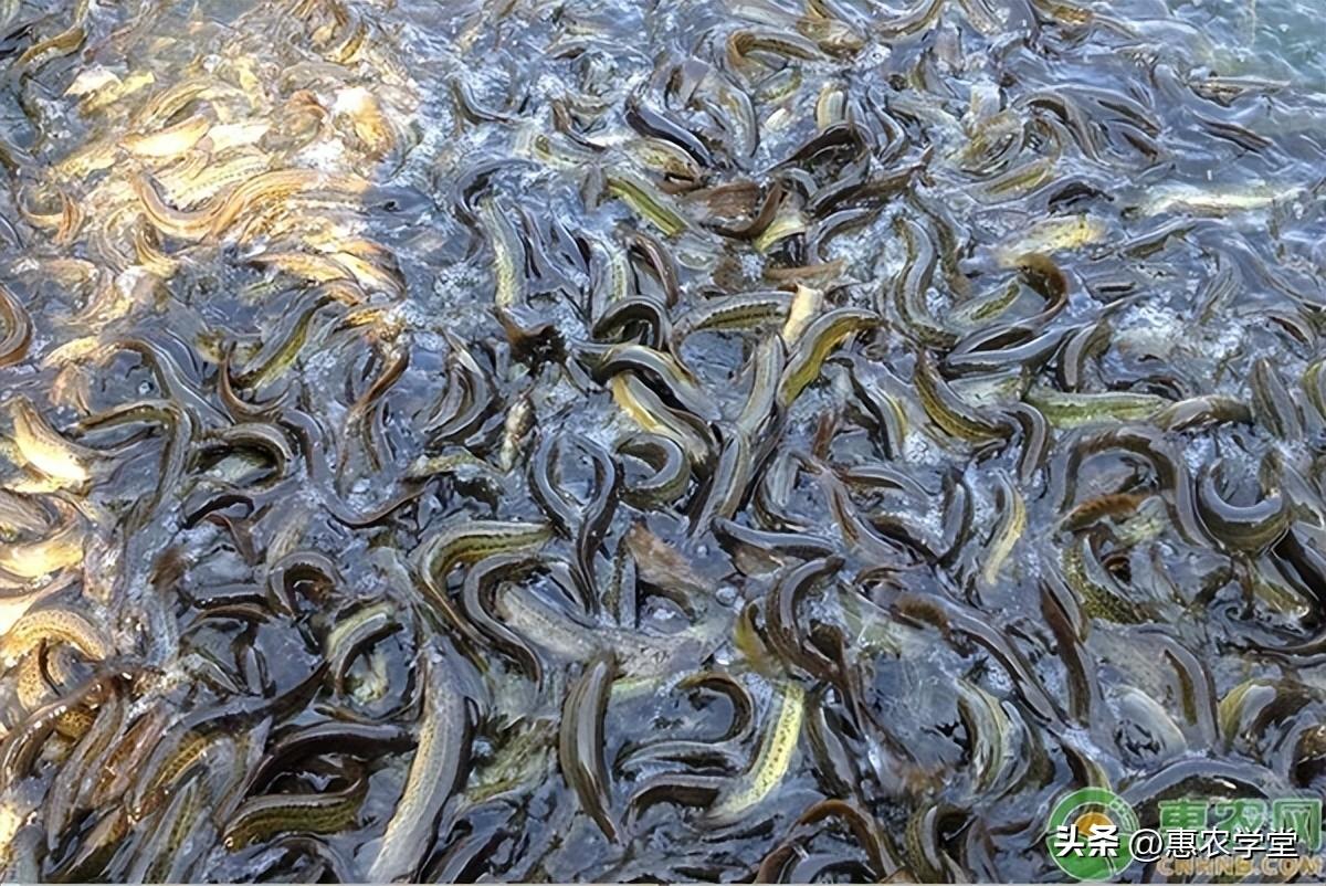 養(yǎng)殖前景好的項目有哪些？2023新型養(yǎng)殖項目排名前十推薦
