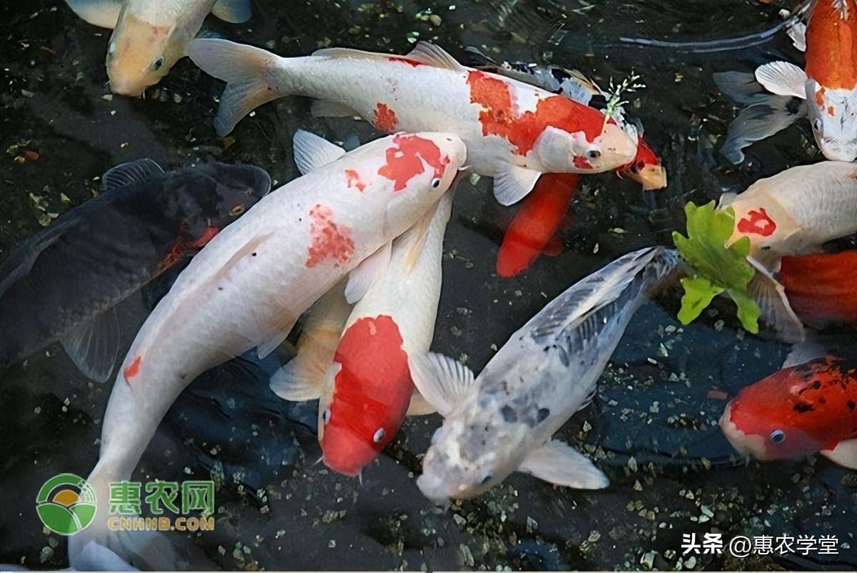 養(yǎng)殖前景好的項目有哪些？2023新型養(yǎng)殖項目排名前十推薦