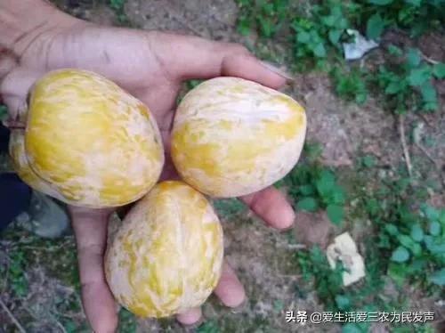 窮人致富項目種值（農村種植創業項目排行榜前十名）