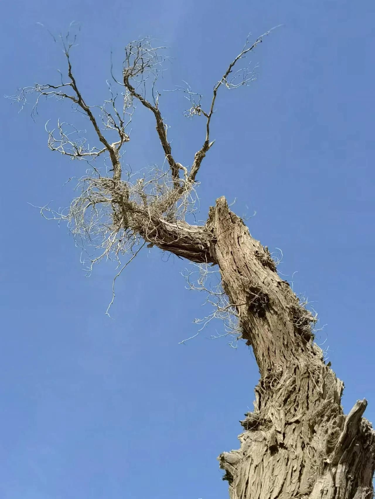 沙雁洲胡楊林景區什么時候去最好？阿克蘇沙雅縣沙雁洲旅游攻略